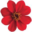 Afbeelding van Ej Dahlia Red